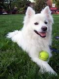 Amalia's dog, Odin