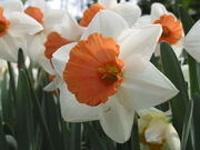 Narciso1.jpg