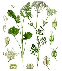 220px-Koehler1887-PimpinellaAnisum