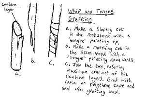 Whiptonguegraft