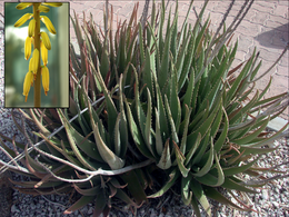 260px-Aloe vera flower inset
