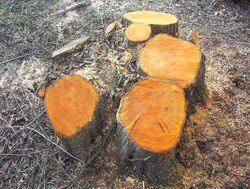 Coppice stool