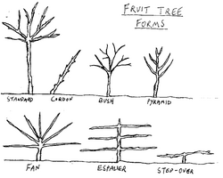 Fruittreeforms