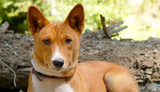 Basenji-3