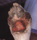 Paw.jpg