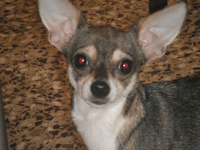Archivo:Lucero.jpg