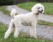 Poodle