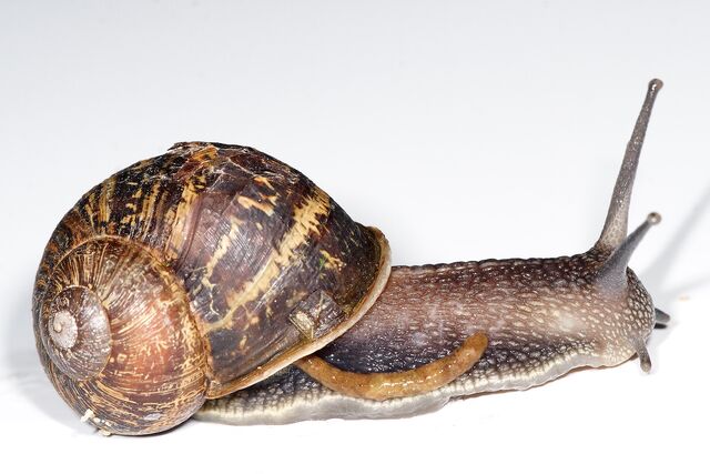 File:Garden snail.jpg