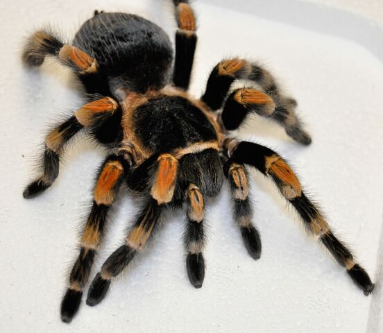 File:Red knee.jpg