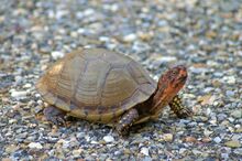 Box turtle