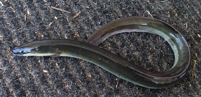 File:American eel.jpg