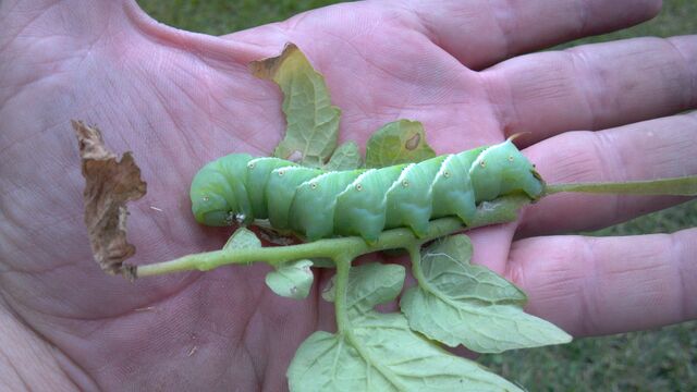 File:Worm about to crawl on hand.jpg