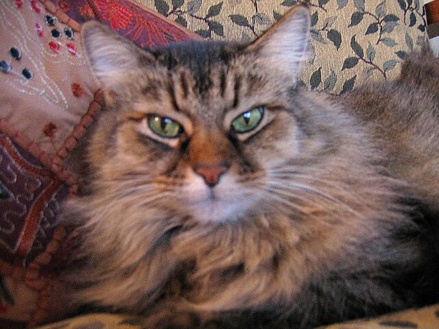 File:Lucy wiki1.jpg