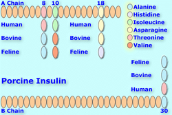 Porcineinsulin8