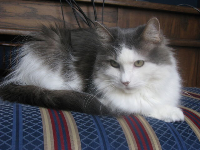 File:CaseGreta.jpg