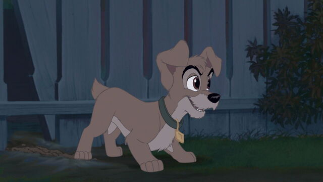 File:Scamp.jpg