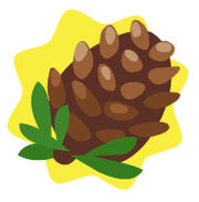 Homegrown pinecone