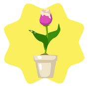 Delicate tulip
