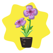 Homegrown purple pansy