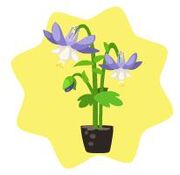 Homegrown aquilegia