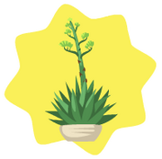 Blooming agave