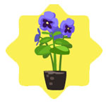 Homegrown Blue Pansy