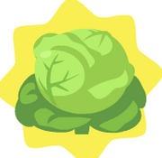 HG-Cabbage