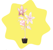 Enchanted sugar flowers