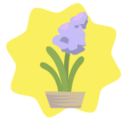 Fragrant hyacinth