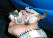 800px-Three-hour-old-kitten