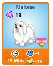 Maltese