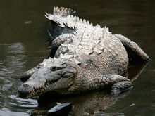 1280px-Crocodylus acutus mexico 02-edit1
