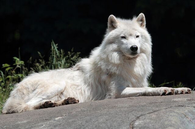 File:800px-Canis lupus arctos PO.jpg