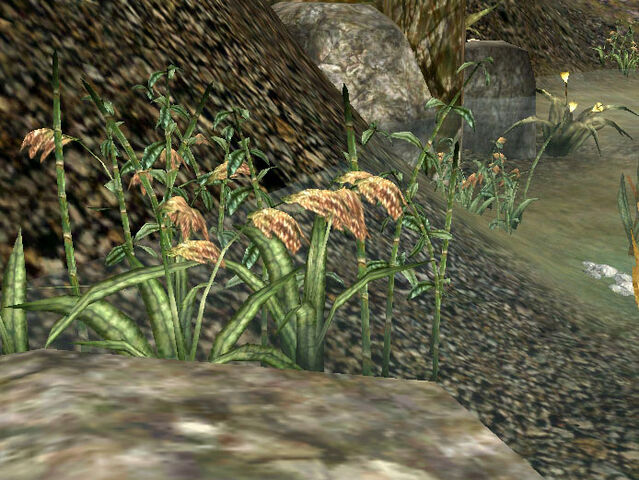 File:MW-flora-Saltrice.jpg