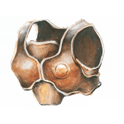 File:Psiii item20.png