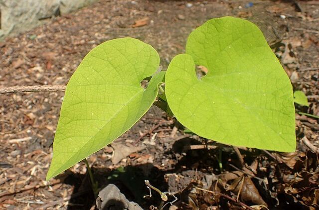 檔案:Aristolochia manshuriensis kz1.jpg