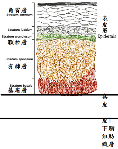 檔案:Skinlayers.png