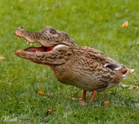 File:Crocoduck.jpg
