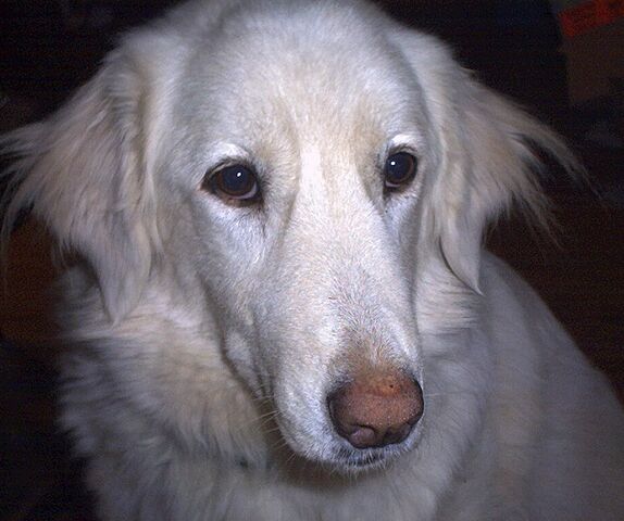 File:Misha Face.jpg
