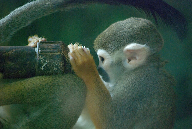 File:Monkey scientist.jpg