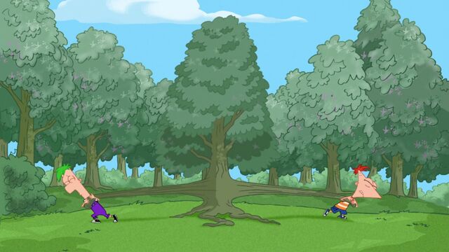 File:Stretching a Rubber Tree.jpg