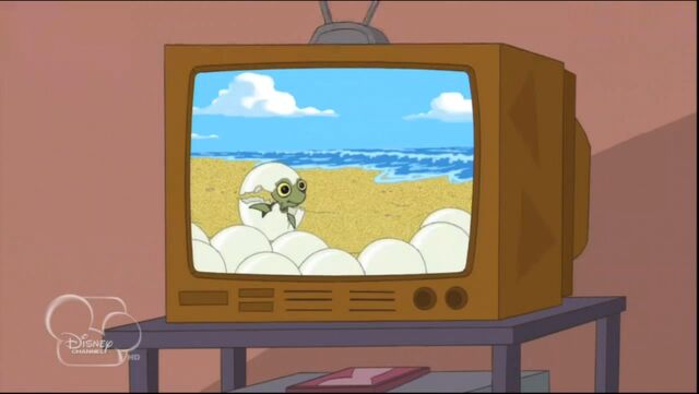 File:Baby turtle hatching.jpg
