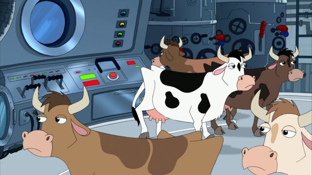 File:Cows inside the ship.jpg
