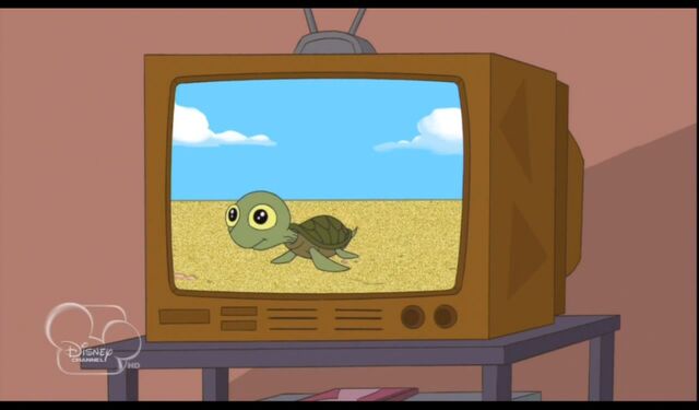 File:Baby turtle.jpg