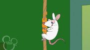 Mouse on the rope.jpg