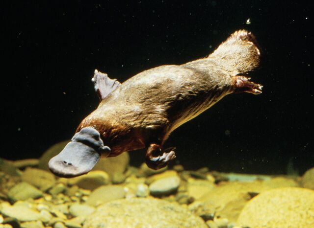 File:Platypus.jpg