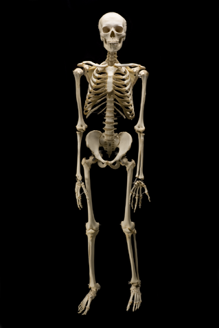 File:Skeleton.png
