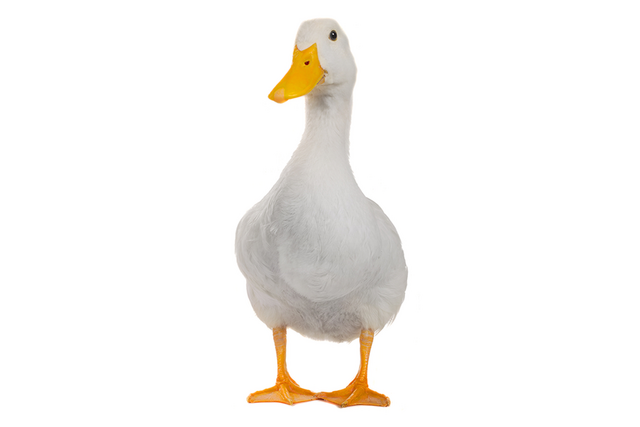 File:Duck.png