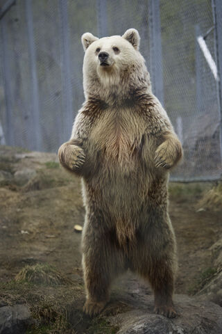 File:Bear.jpg