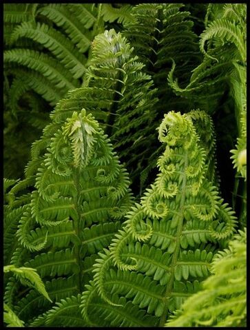 File:Ferns.jpg